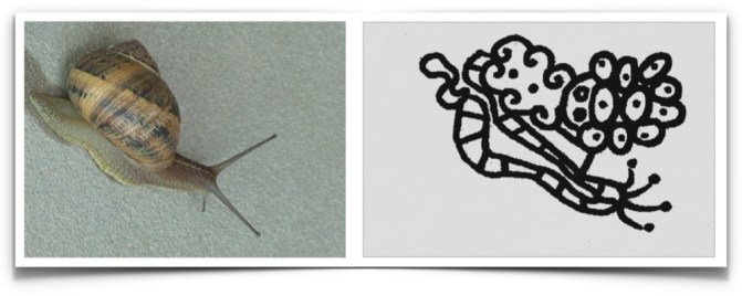 escargot bicameral.001