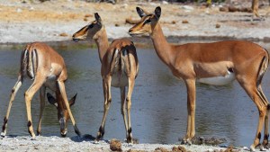 Aepyceros melampus petersi, female