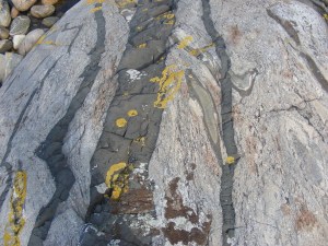 paragneiss Dolerite_Dykes_in_Migmatitic_Gneiss_Kosterhavet_Sweden_2